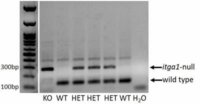 The Anatomical Distribution of Mechanoreceptors in Mouse Hind Paw Skin and the Influence of Integrin α1β1 on Meissner-Like Corpuscle Density in the Footpads